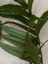 Image result for Marattiaceae