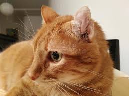 Dr magnifico demonstrates how to drain an aural (ear) hematoma on a cat with chronic ear problems. Ear Mites Photos Free Royalty Free Stock Photos From Dreamstime