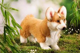 Sakura Pembroke Welsh Corgi Corgi Pembroke Welsh Corgi Welsh Corgi