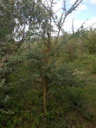 Image result for Acacia kirkii