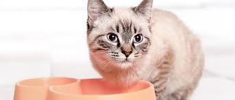 What causes distemper in cats? Understanding Feline Panleukopenia Royal Canin Royal