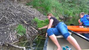 Anyone else have beavers in their backyard? Don T Put A Paddle Into A Beaver Lodge Youtube