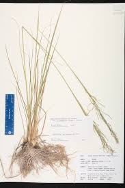 Image result for Sporobolus pyramidalis