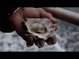 Acidifying Waters Corrode Northwest Shellfish Youtube