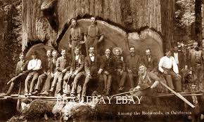 Redwood is one of the fastest growing of all softwoods. Pin On Arvores Gigantes
