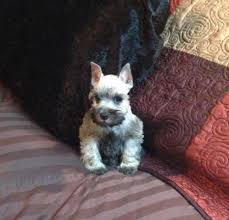 Don't miss what's happening in your neighborhood. Miniature Schnauzer Puppies Pets And Animals For Sale Dallas Tx
