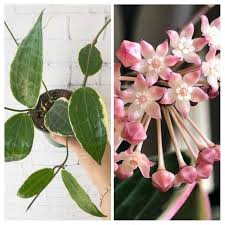 Image result for Carvalhoa macrophylla