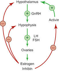 Take the hp printer original ink cartridge out of the box. In Vitro Modelling Of The Physiological And Diseased Female Reproductive System Sciencedirect