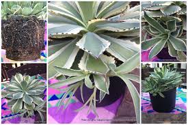 Behind the scenes of don julio tequila. Agave Kissho Kan When It Flowers I Ll Need A Shot Of Tequila Container Crazy Ct