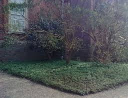 Hardy geraniums stage 3 and geraniums suitable for rock gardens. Geraniums For Evergreen Groundcover The Plantsman S Preference