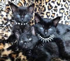 They Look Like They Are About To Start A Heavy Metal Band Heavy Metal Bands Heavy Metal Metal Bands