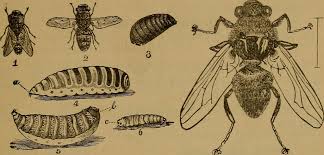 Check spelling or type a new query. The Sutra Of Maggots And Blowflies