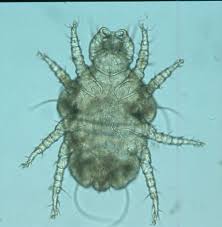 Image result for what do Cheyletiella look like in dog fur