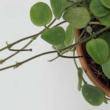 More hoya my mom and i started from clippings and plumeria seeds my mom is experimenting with). For People Who Are Obsessed With Hoyas A Natural Curiosity