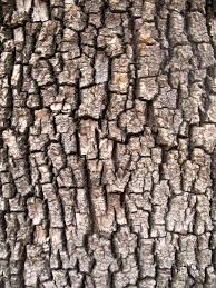 Pin On Nature Tree Bark