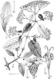 Botanical Illustration Botany Illustration Scientific Illustration Botanical Art