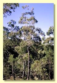 Image result for Eucalyptus sp.