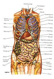 This may be related to gall bladder stones or some issues with kidneys. Anatomy Of Human Body Diagrams Human Body Diagram Human Body Organs Human Body Anatomy