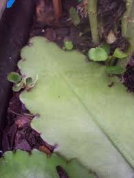 Love Leaf Mystical Miracle Leaf Kalanchoe By Beneaththemagnolia This Listing Is For One Organically Grown Leaf That You Medicinal Plants Plant Leaves Plants