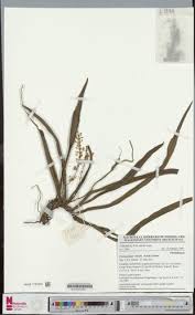 Image result for Diaphananthe vesicata