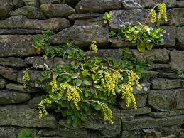 Image result for Agelanthus zizyphifolius