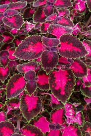 We did not find results for: Solenostemon Coleus Lord Falmouth Annual Ornamental Foliage Plant In Shades Of Red And Maroon Purple W Plants Flower Stock Photography Potted Plants Patio