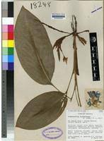 Image result for Siphonochilus brachystemon