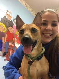 This is my darling girl Toffee 14 years young ❤️