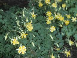 The University Of Texas At Austin Native Garden Plants Native Plants