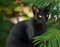 The Other Side Of Me Kotpourri Pip - Burmese Mandalay Via Cats And Kittens Cat Breeds Cute Animals