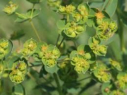 Image result for Euphorbia serratifolia