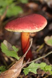 File Ruby Bolete Hortiboletus Rubellus Panoramio Bjorn S 13 Jpg Wikimedia Commons
