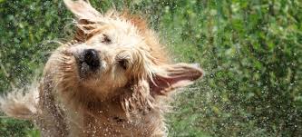 Our sprinkler pad is the perfect solution! Keep Your Pup Cool Best Splash Pads For Dogs Reviewed