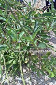 Gila gua tuh ngantrinya lama banget terus dipake buat ngambil cacing apa bagusnya coba. Petua Orang Tua Jolok Cacing Budak Athirahassin