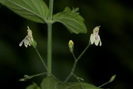 Image result for Justicia scandens