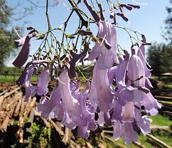 Image result for Erianthemum schelei