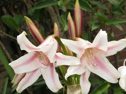 Image result for Crinum harmsii