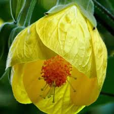 Image result for Abutilon