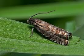 Image result for Cydia strobilella