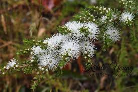 Image result for Annickia ambigua