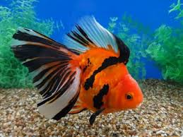 Black And White Striped Fish Freshwater Tiger Stripe Broad Tail Ryukin Ryukin Goldfish Goldfish Oranda Goldfish