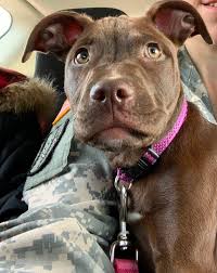 Determining The Age Of A Red Nose Pit Bull Puppy Thriftyfun