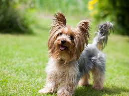 Image result for white yorkshire terrier