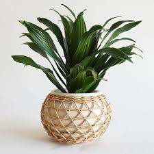 We did not find results for: Beautiful Glazed Ceramic Planters Wrapped In Natural Rattan Elevate These Planters To The Next Level 6 5 L X 4 3 W X 4 Rattan Planter Planting Pots Planters