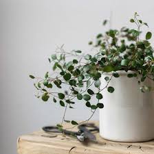 Pflanzen Planting Flowers Indoor Plants Plants