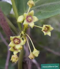 Image result for Tephrosia tanganicensis