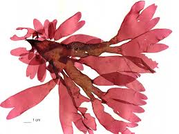 Image result for Merremia palmata