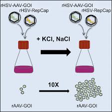 Image result for Blue 1996 AAV