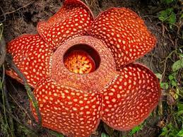 Rafflesia Arnoldii Flower Zone Best Flower Wallpaper