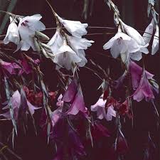 Image result for Dierama formosum/plowesii intermediates